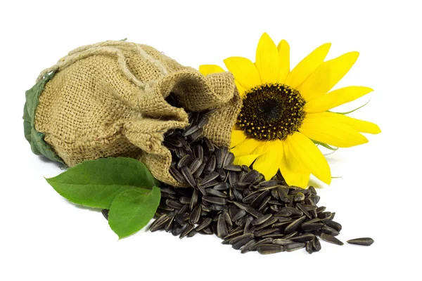 Sunflower and Sunflower Seeds in Jute Bag with Green Leaves Isolated on White — Stock Photo, Image