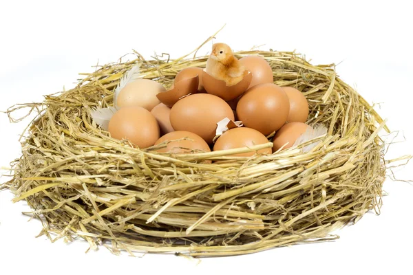 Nest with Brown Chicken Eggs and Cute Little Chicken Isolated on White — Stock Photo, Image