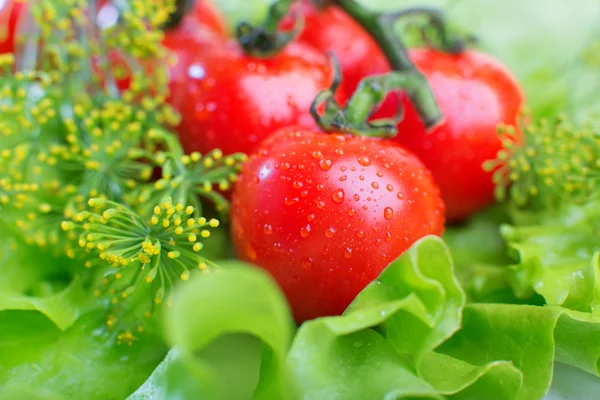 Fresh tomatoes close-up — Stock Photo, Image