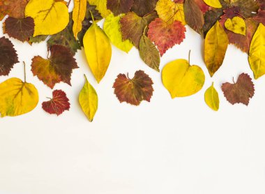 Beyaz yüzeyde sonbaharın renkli yaprakları ve kopyalama alanı.