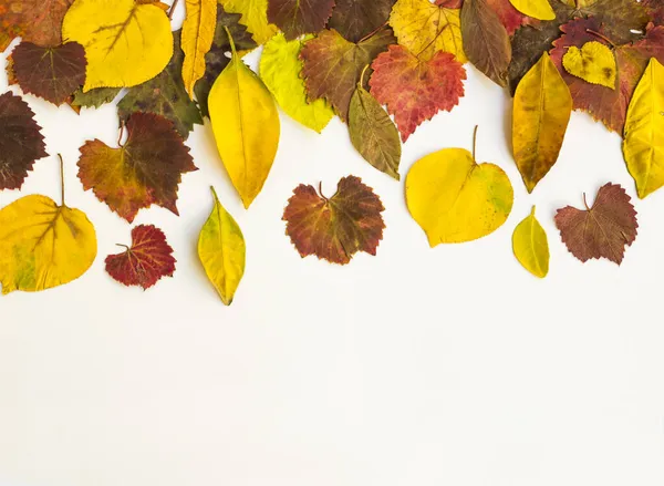 Beyaz yüzeyde sonbaharın renkli yaprakları ve kopyalama alanı.