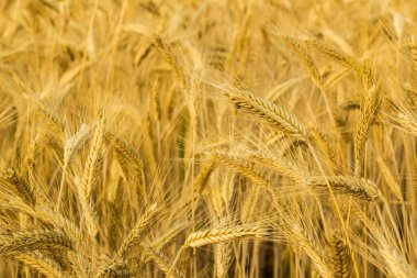 Doğal, buğday tarlası hasat için hazır, yakın plan çekilmiş.