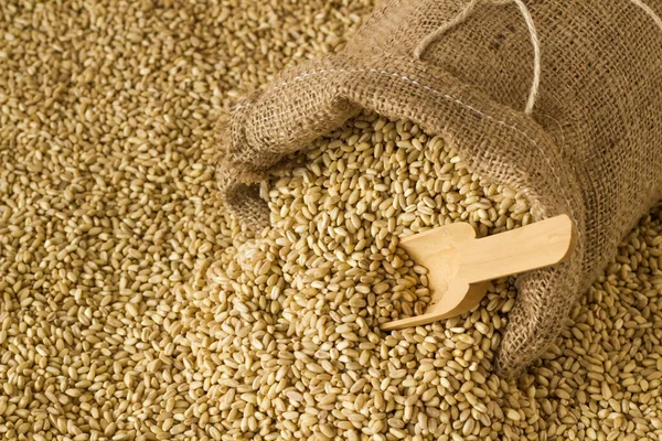 木製のシャベルで小麦の背景に ジュート袋の外に注ぐ小麦 上記のビュー — ストック写真