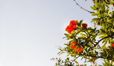 Yeşil yapraklı çiçek açan nar ağacı ve büyük bir kopya alanı