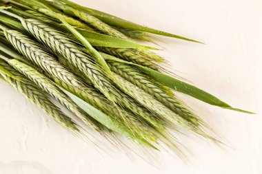 Beyaz yüzeyde damlalarla tasarlanmış doğal, taze, yeşil buğday kulakları. Bahar mevsiminin kavramsal görüntüsü.