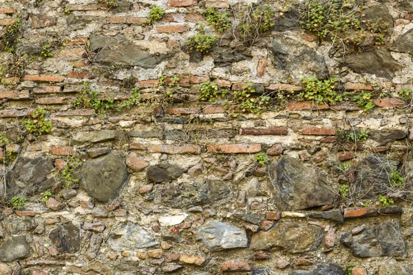 Grønt Gress Vokste Innenfor Den Gamle Historiske Muren Bakgrunnen – stockfoto
