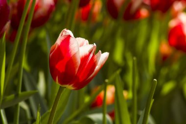 Bulanık yeşil arka planda kırmızı beyaz tek ve güzel bir lale.