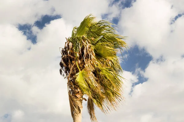 Palmetre Med Hvite Skyer Blader Som Flyr Vindstille Vær – stockfoto