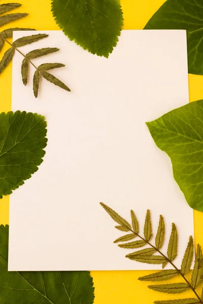 Blått Hvitt Kort Med Ferske Grønne Treblader Gul Overflate Vertikalt – stockfoto