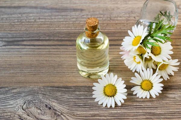 Tahta yüzeyinde taze papatyalar olan papatya yağı şişesi. 