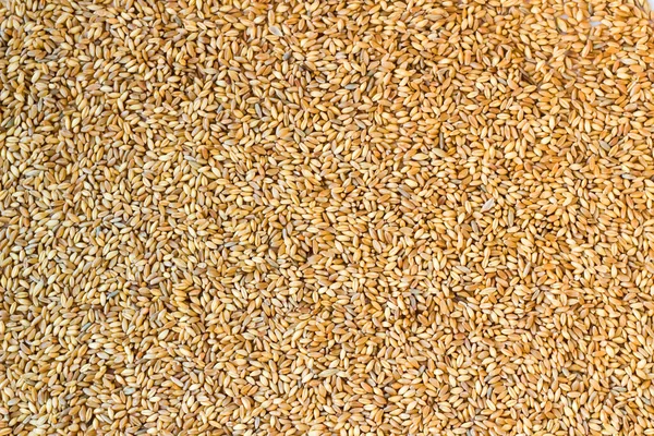 Natural Wheat Grains Background Harvest Concept — Stock Photo, Image