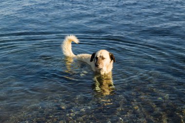 Yazın mavi denizde serinlemeye çalışan başıboş bir köpek.
