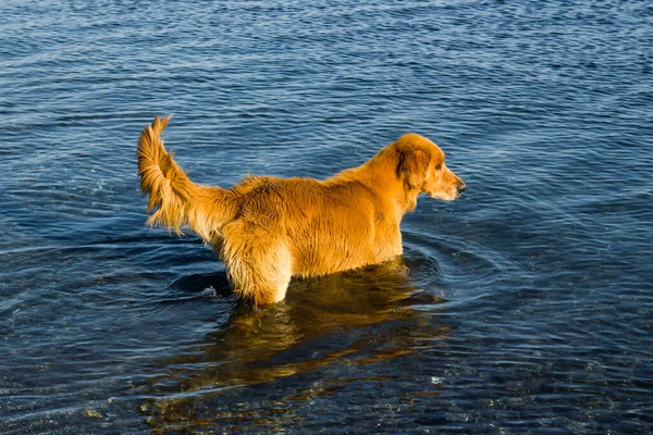 A stray dog trying to cool off in the blue sea in summer