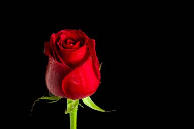 Kırmızı tomurcuk yükseldi ve kopyalanmış boşlukla siyah yüzeyde izole oldu.