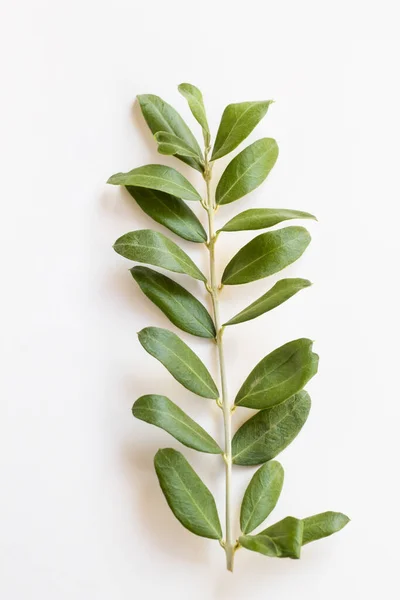 Green Fresh Olive Branch White Surface Copy Space – stockfoto