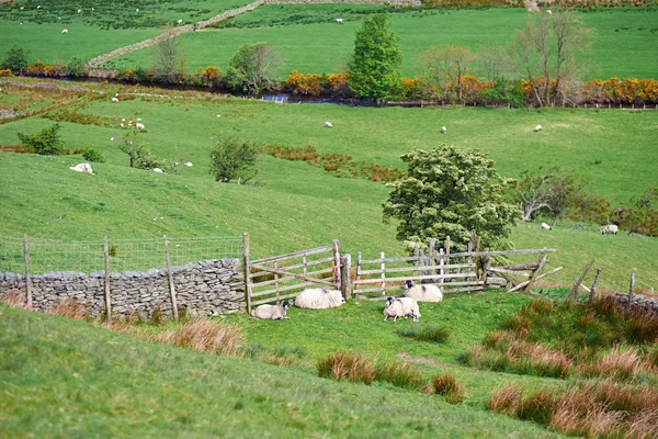 Lake District Livestock — Stock Photo, Image