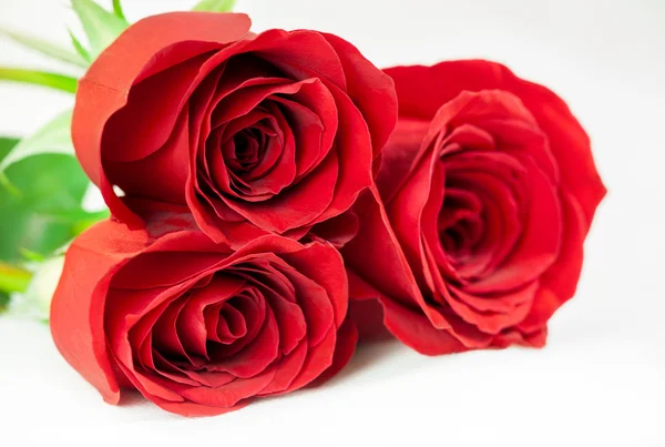 Trois roses rouges — Photo