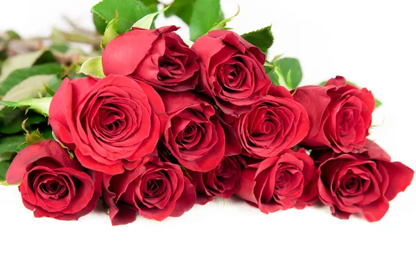 Dodici rose rosse — Foto Stock