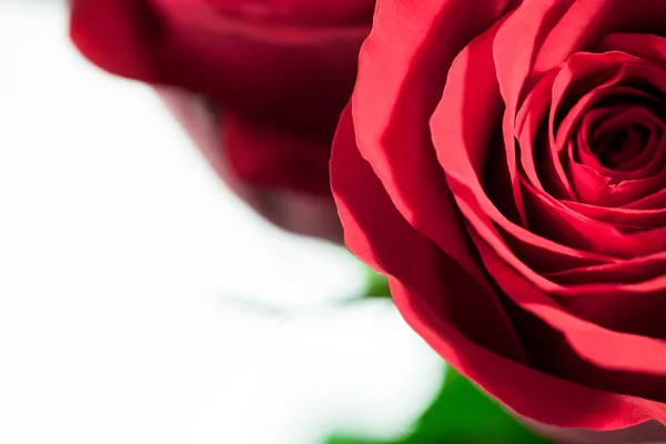 Red rose — Stock Photo, Image