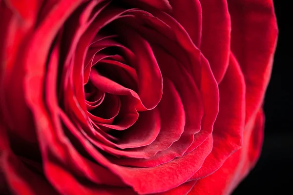 Single red rose — Stock Photo, Image