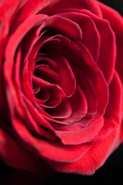 Enkele rode roos — Stockfoto