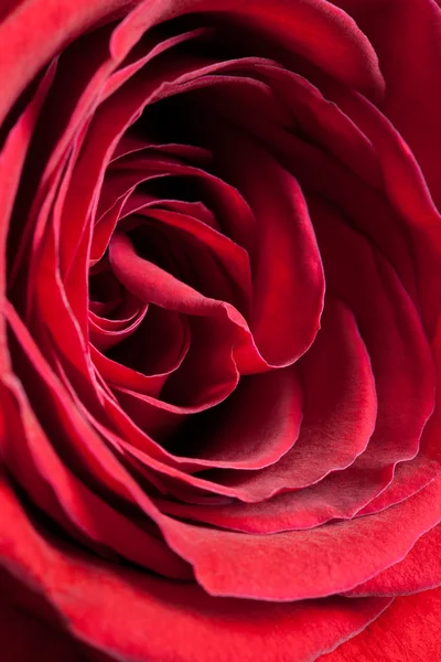 Enkele rode roos — Stockfoto