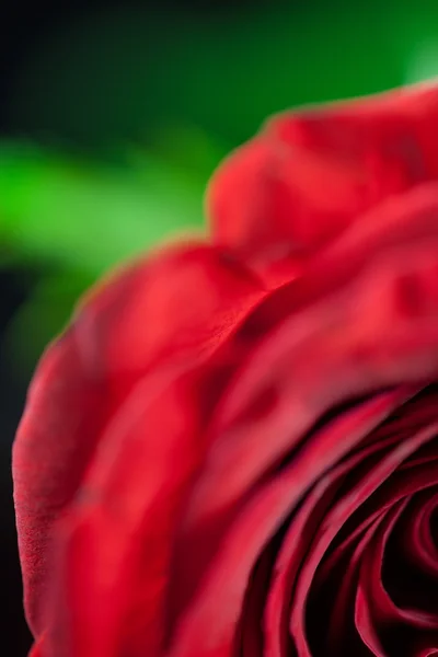 Rosa roja única — Foto de Stock