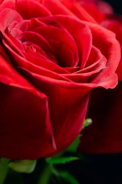 Rosa roja única — Foto de Stock