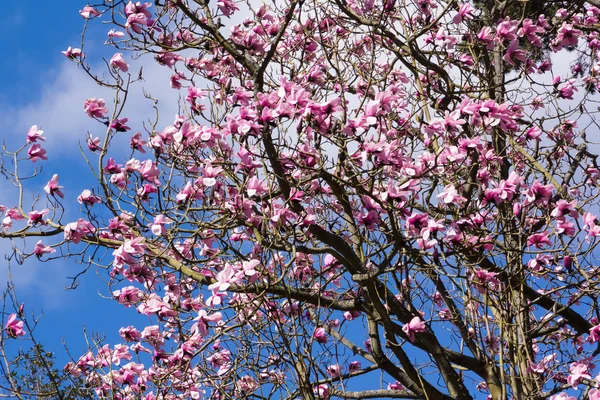 Magnolia trees in blossom — Stock Photo, Image
