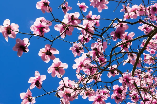 Magnolia træer i blomst - Stock-foto