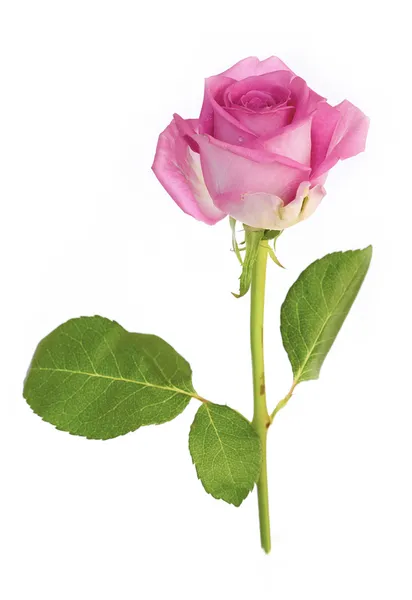 Rosa Ros — Stockfoto