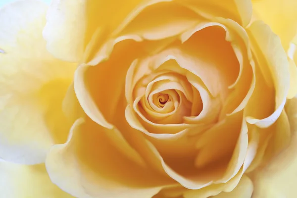 Rosa amarilla flor — Foto de Stock