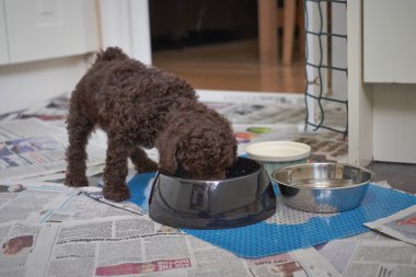 minyatür kaniş köpek yavrusu