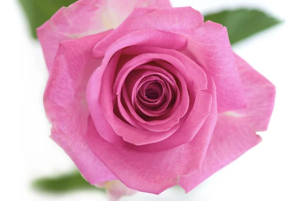 Rosa Ros — Stockfoto