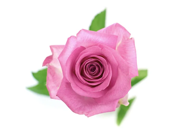 Rosa Ros — Stockfoto