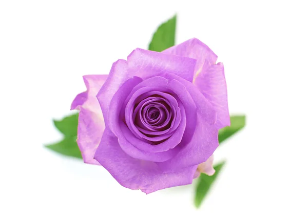 Roxo rosa flor — Fotografia de Stock