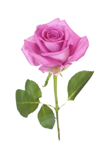 Rosa Ros — Stockfoto