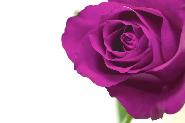 Rosa púrpura flor —  Fotos de Stock