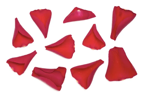 Rose Petals — Stock Photo, Image