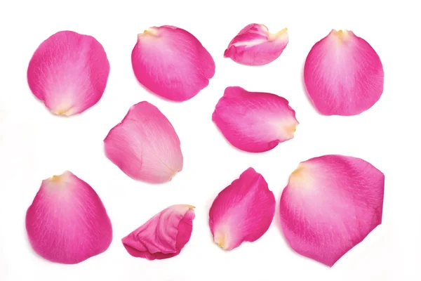 Rose Petals — Stock Photo, Image