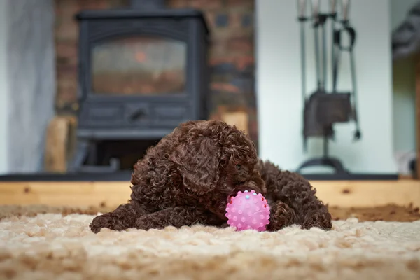 Minyatür kaniş köpek yavrusu — Stok fotoğraf