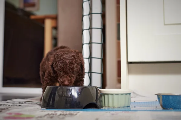 Cachorrinho poodle miniatura — Fotografia de Stock