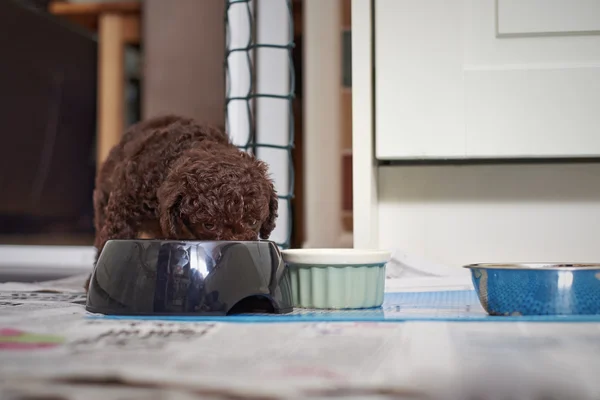 Cachorro de fideos miniatura —  Fotos de Stock