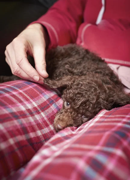 Cachorrinho poodle miniatura — Fotografia de Stock