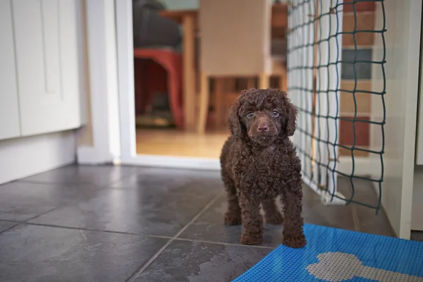 Cachorrinho poodle miniatura — Fotografia de Stock