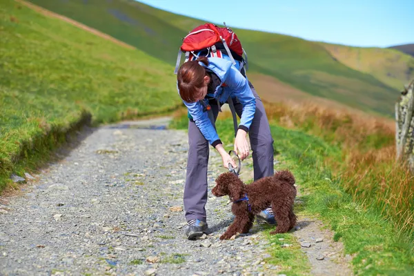 Dog Walking — Stock Photo, Image