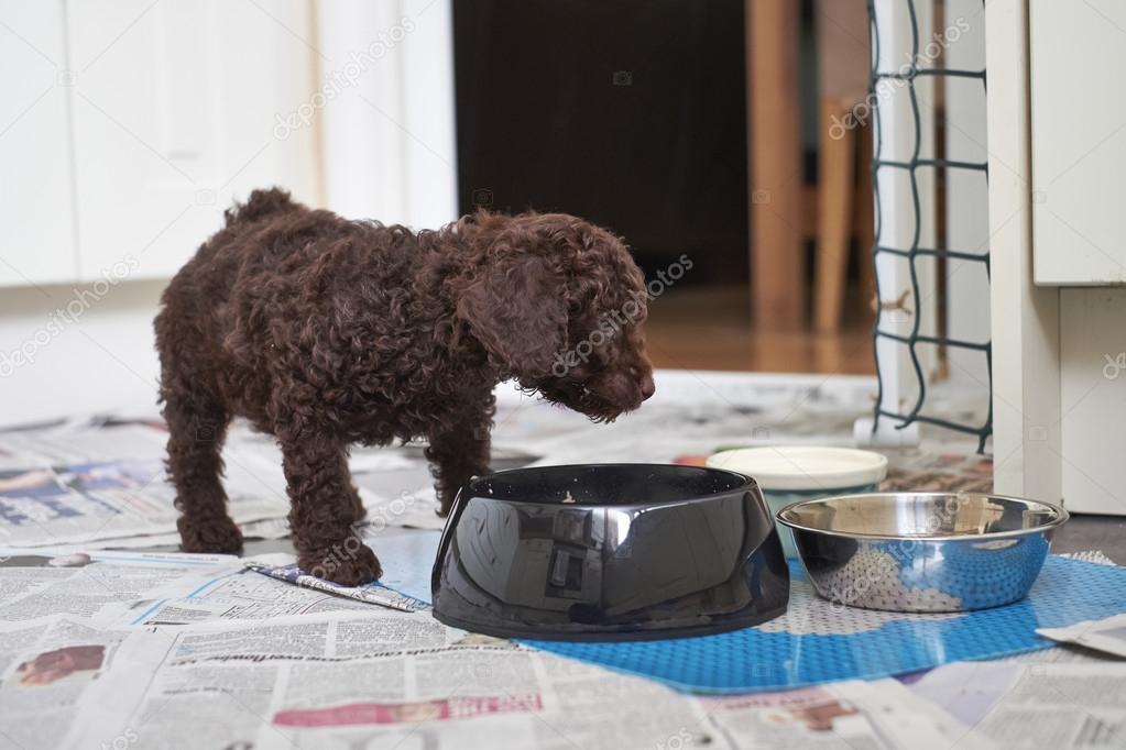 Miniature Poodle Puppy