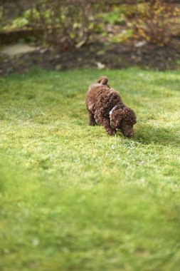 minyatür kaniş köpek yavrusu
