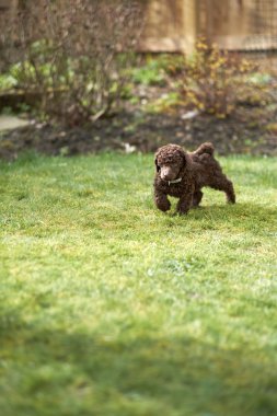 minyatür kaniş köpek yavrusu