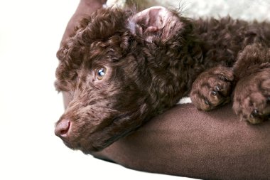 minyatür kaniş köpek yatağında